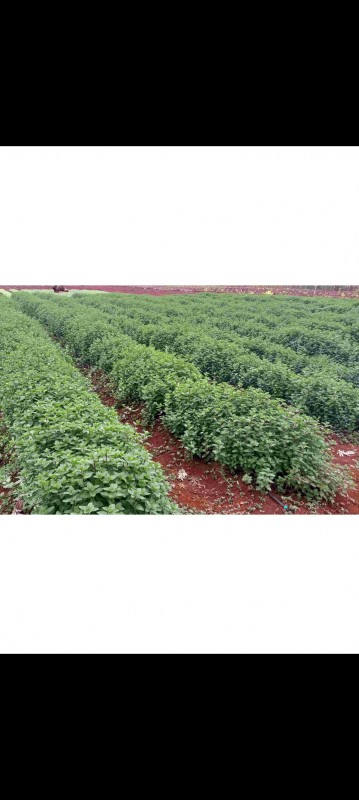 Mint from Kenya